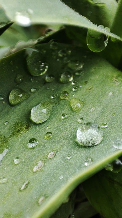 Hydrating Hair Mist