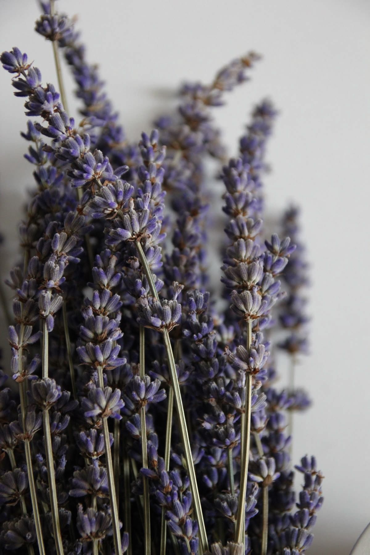 Soften - Whipped Body Butter In Lavender