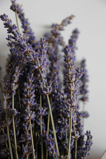 Soften - Whipped Body Butter In Lavender